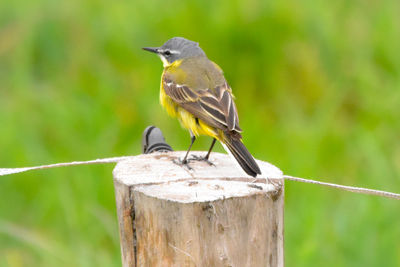 Close-up of bird perching on wooden post