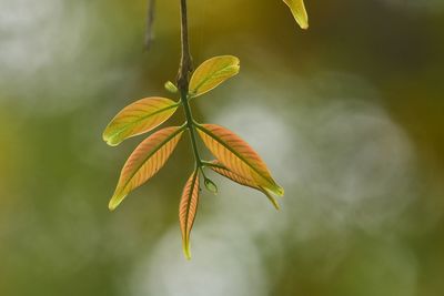 Close-up of autumnal leaves