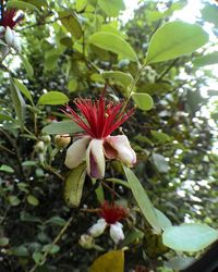 Close-up of flower growing on tree