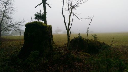 Trees on field against sky