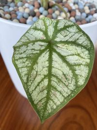 High angle view of leaf on table