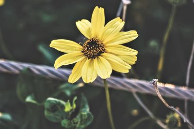 Close-up of insect on yellow flower