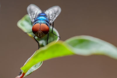 Close-up of insect