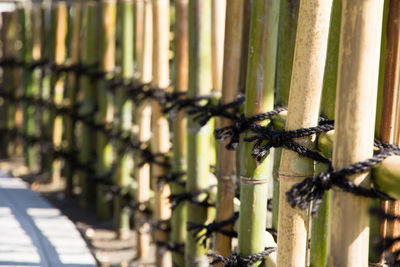 Close-up of bamboo on metal structure