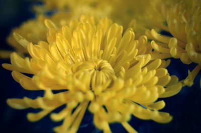 Close-up of yellow flower