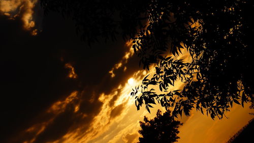 Silhouette trees against sky at sunset