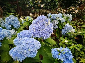 Close-up of hydrangea flowers