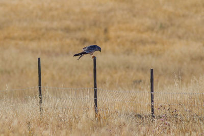 Bird perching on wooden post in field