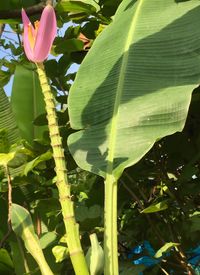 Close-up of flower growing outdoors