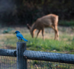 Close-up of bird perching on grass