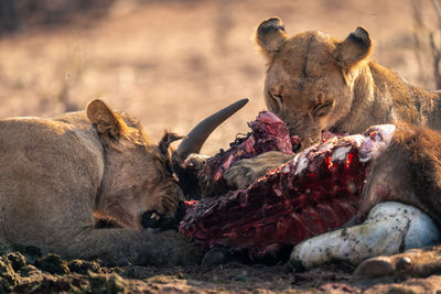 Lioness drinking water