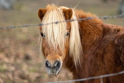 Horse in a field