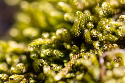 Close up of green moss fronds