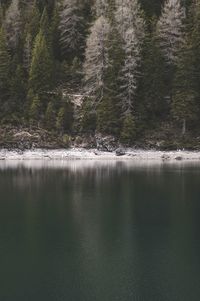 Reflection of trees in lake