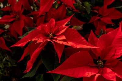 Close-up of red flowering plant