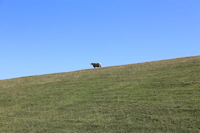 View of horse on field against clear blue sky