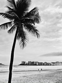 Palm tree on beach in guarujá, brasil