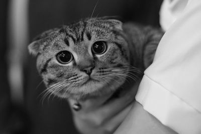 Close-up portrait of cat at home