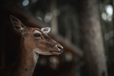 Profile view of deer in forest