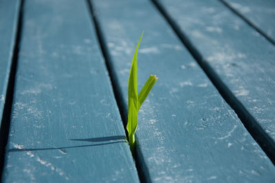 Close-up of fresh green plant