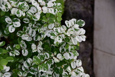 Close-up of flowering plant