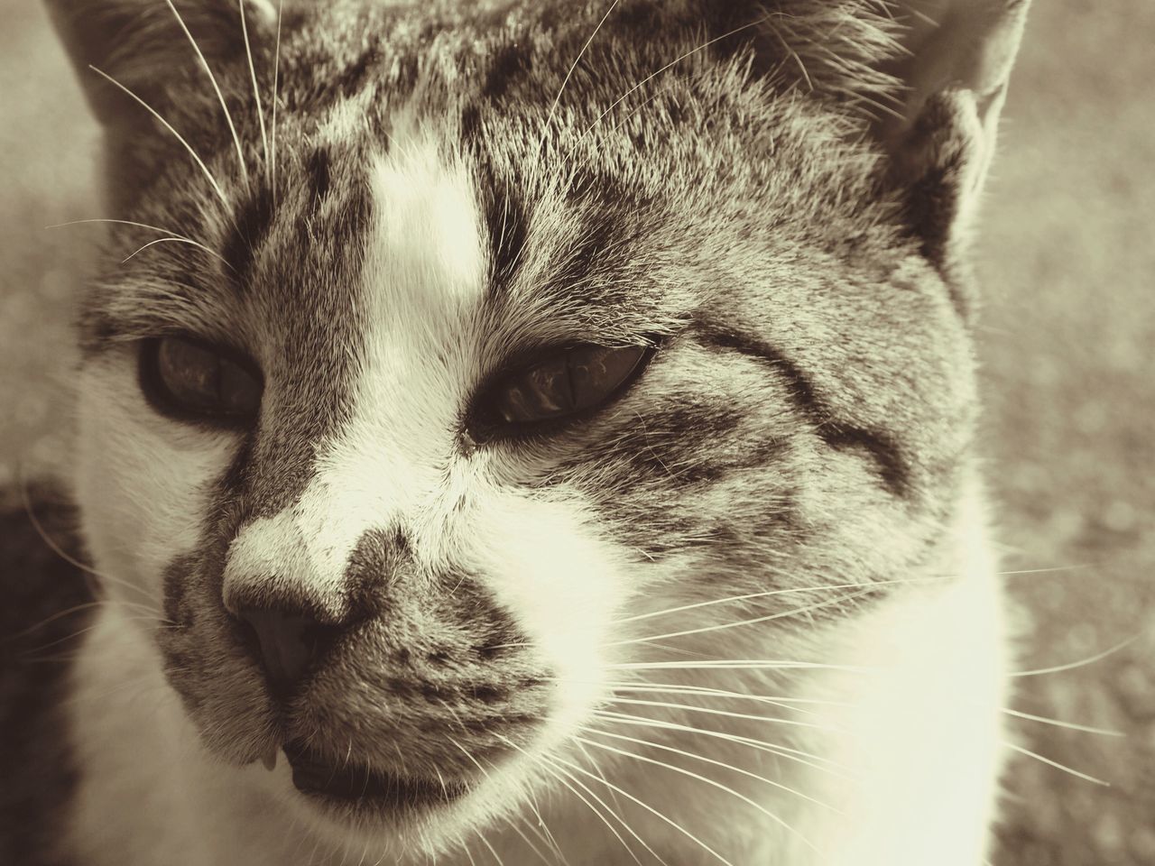 animal themes, one animal, pets, domestic animals, mammal, domestic cat, animal head, close-up, portrait, whisker, cat, looking at camera, animal body part, animal eye, feline, focus on foreground, snout, indoors, alertness, no people