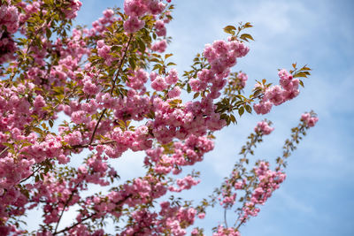 Low angle view of pink cherry blossoms in spring