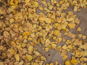 High angle view of yellow maple leaves