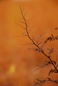 Close-up of bare tree against sky