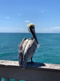 View of pelican on sea shore against sky