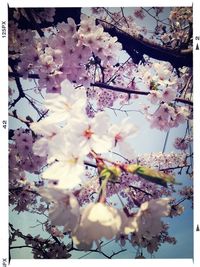 Low angle view of pink flowers blooming on tree