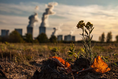 Close-up of fresh orange plants on field against sky