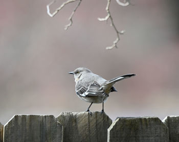 Close-up of seagull perching on wooden post