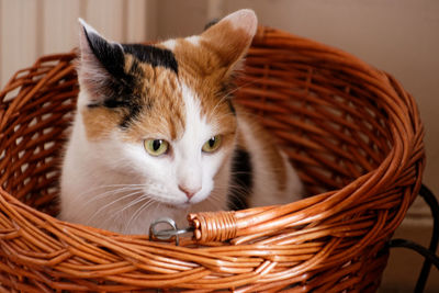 Close-up of cat sitting on wicker basket