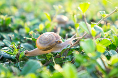 Close-up of snail on plant