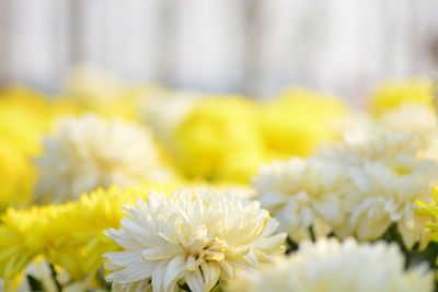 Close-up of yellow flowering plant