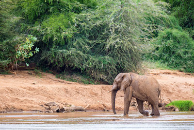 Side view of elephant drinking water