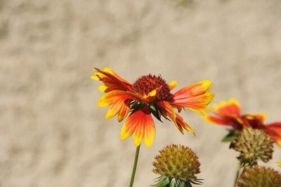 Close-up of yellow flower