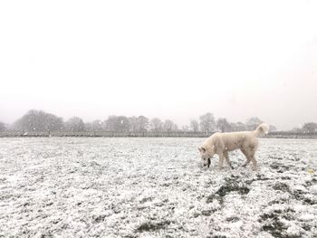 View of a horse on snow covered field