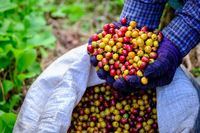 Organic raw cherry coffee beans on holding hand farmers and coffee in sacks background 