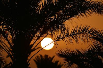 Silhouette of palm trees at sunset