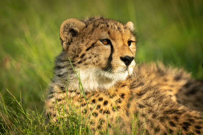 Close-up of cheetah cub lying turning head