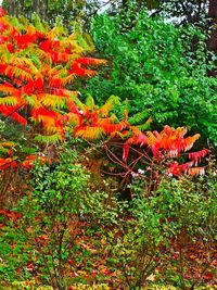 Red flowering plants in forest