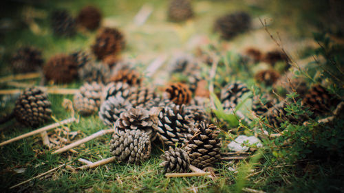 Close-up of pine cones on grass