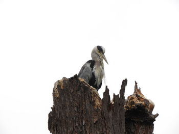 Low angle view of bird perching on wood against clear sky