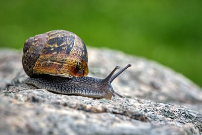 Close-up of snail on rock