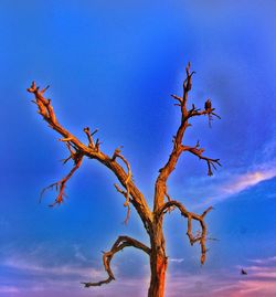 Low angle view of bare tree against blue sky