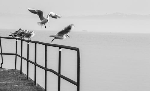 Seagulls flying over sea against sky