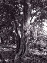 Tree trunk against sky