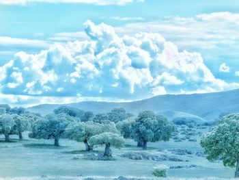Trees on field against sky
